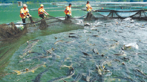 Phát huy vai trò hợp tác xã trong liên kết chuỗi giá trị sản xuất